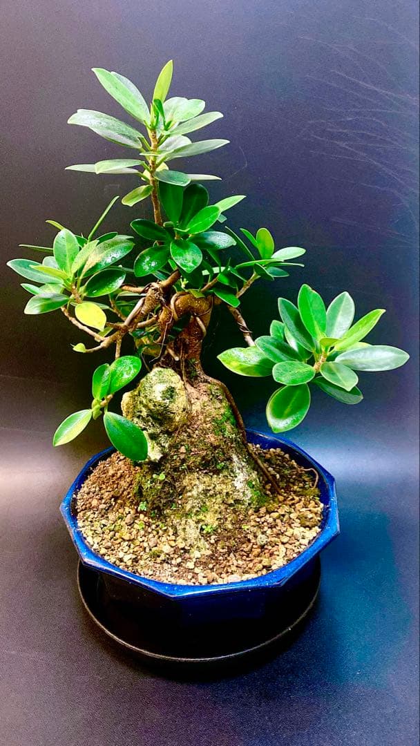 激レア！ガジュマル 石抱き　盆栽 奄美大島産 ①