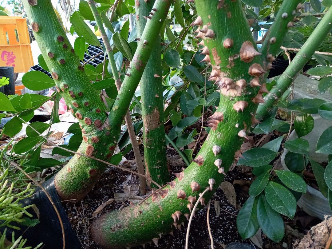 トックリキワタ酔っ払いの木のトゲ数個