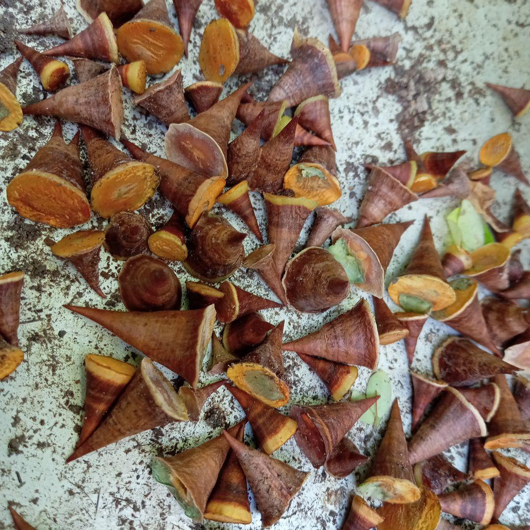 トックリキワタ酔っ払いの木のトゲ数個