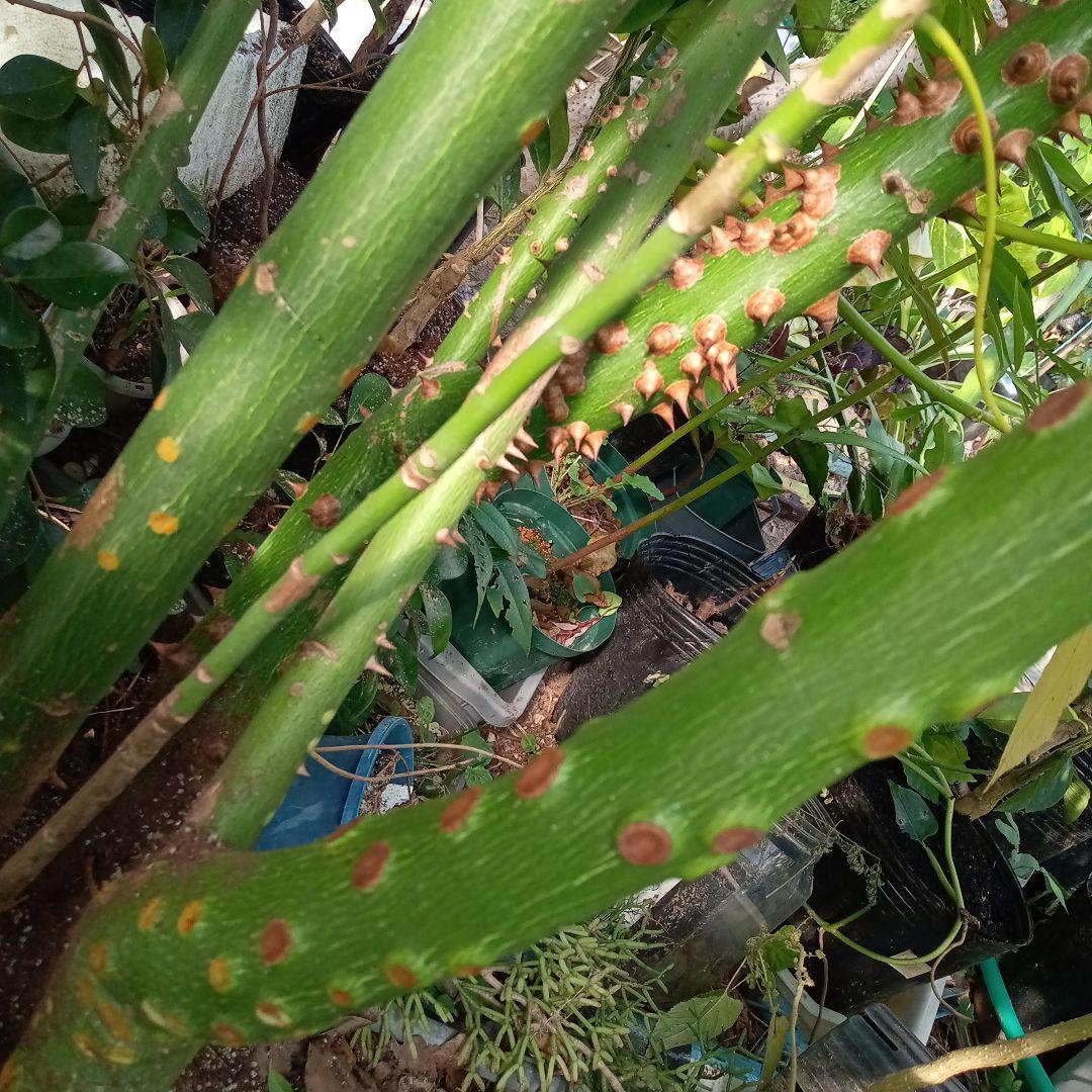 トックリキワタ酔っ払いの木のトゲ数個