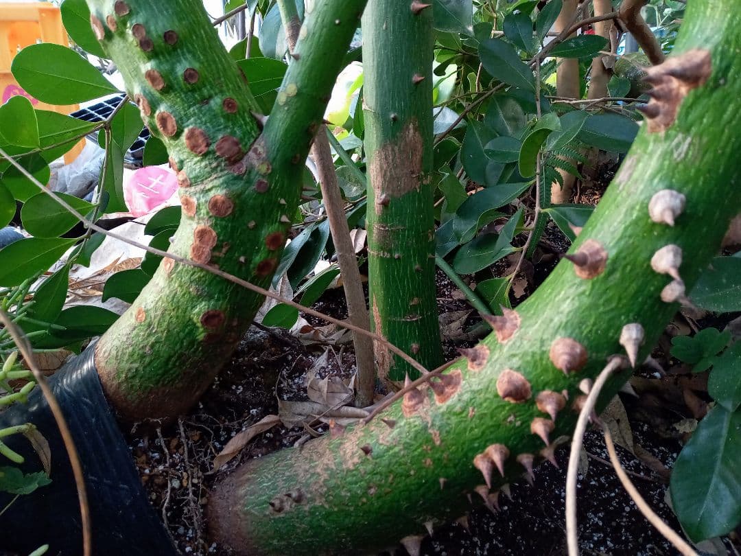 トックリキワタ酔っ払いの木のトゲ数個