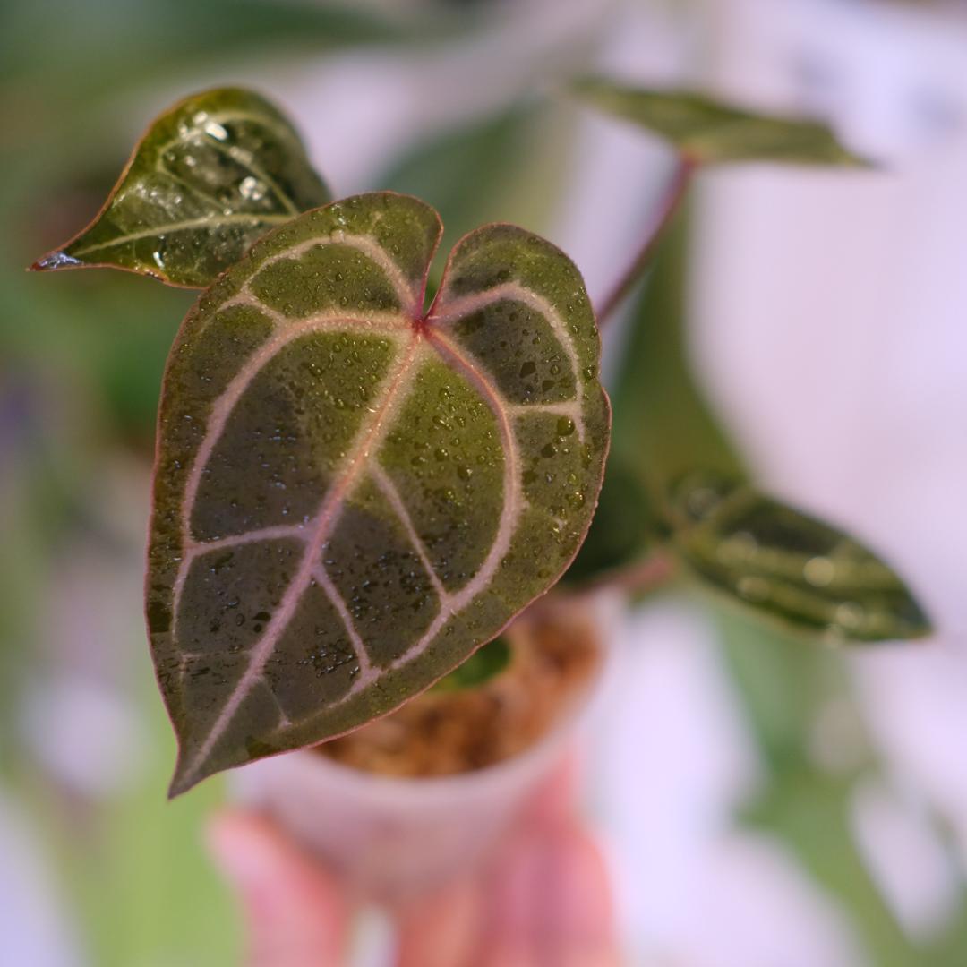 A. SKG Pink Lemonade × A. Zara Michelle