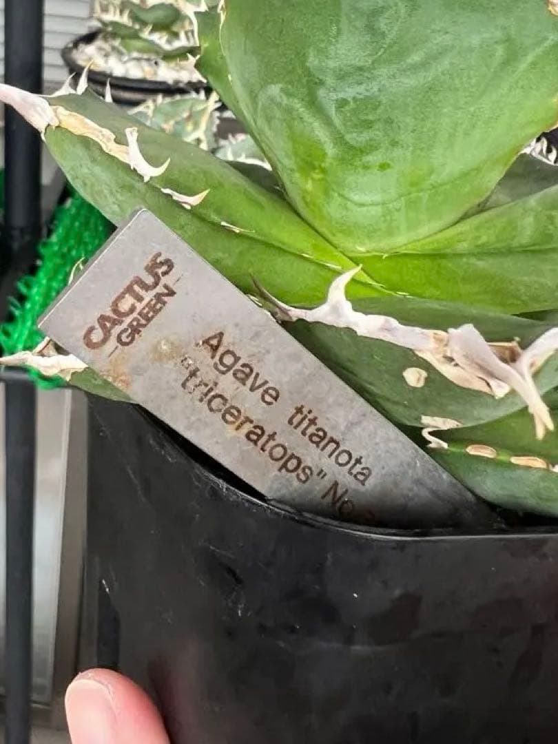 トリケラトプスtriceratops 白犀牛カクタスグリーンケリークローンアガベ