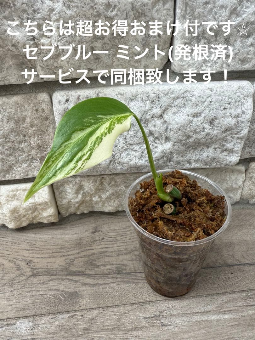 超希少なモンステラセブブルーミントA54