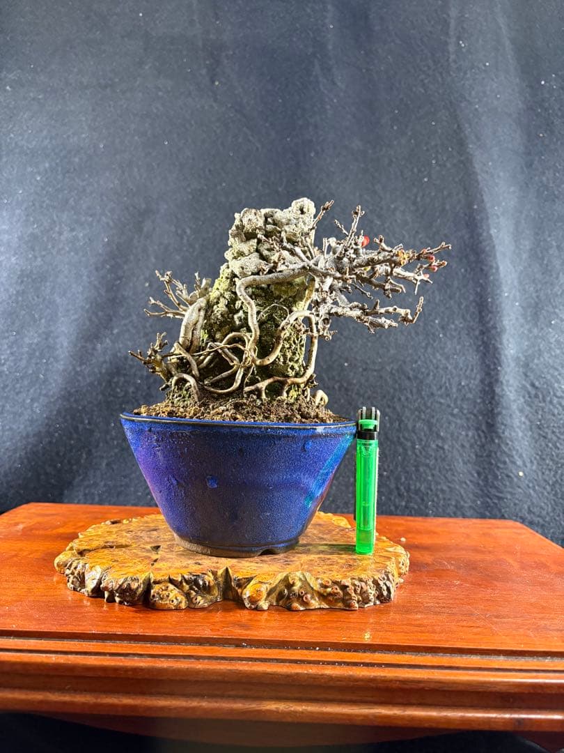 小品盆栽、長寿梅、石付け 目立った傷や汚れなし