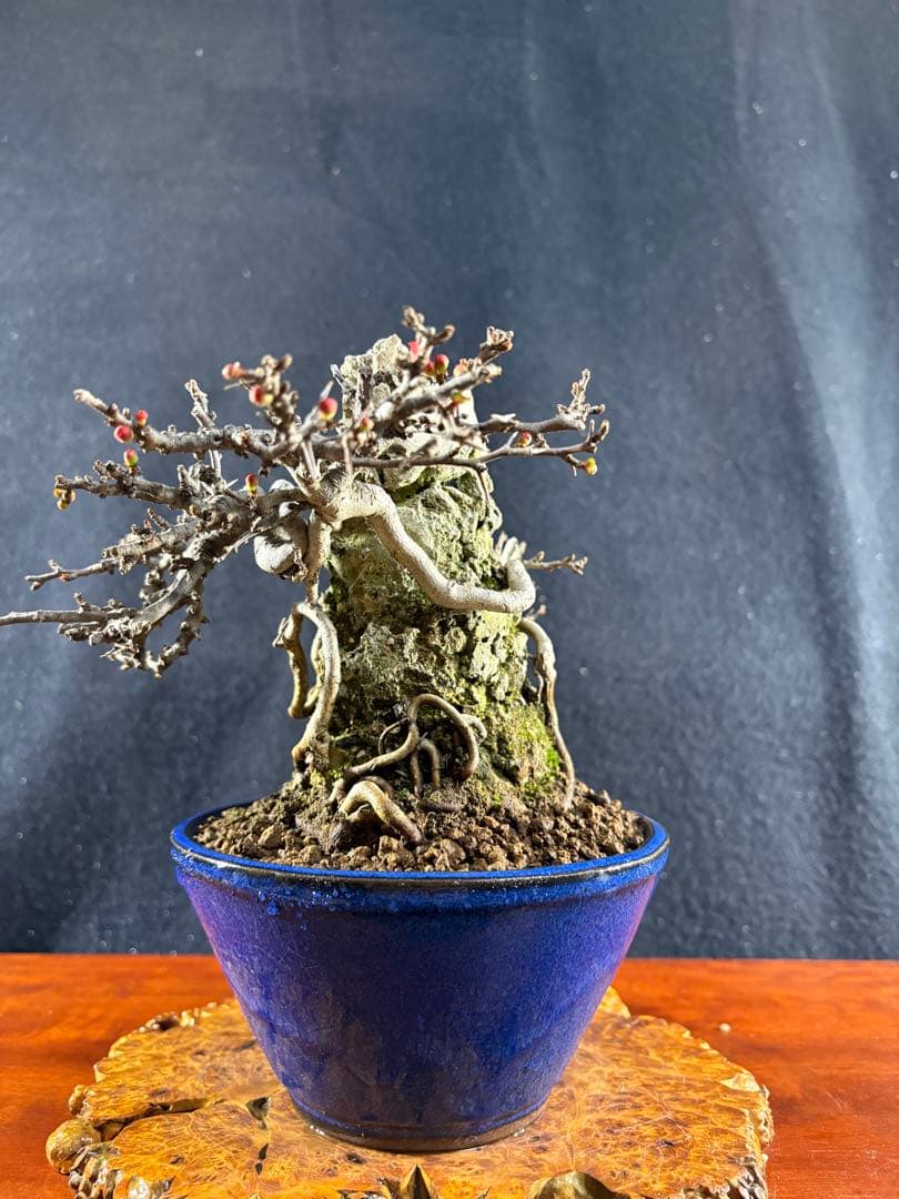 小品盆栽、長寿梅、石付け 目立った傷や汚れなし