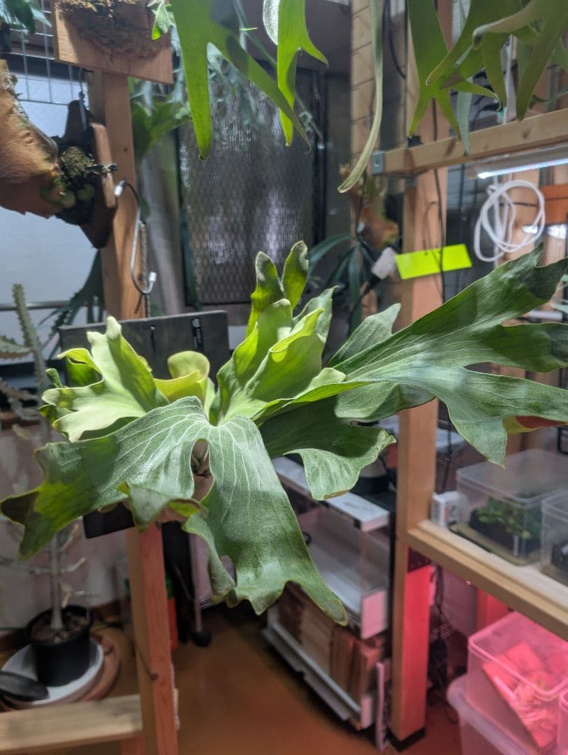 ビカクシダ Paopao大株 （良質）