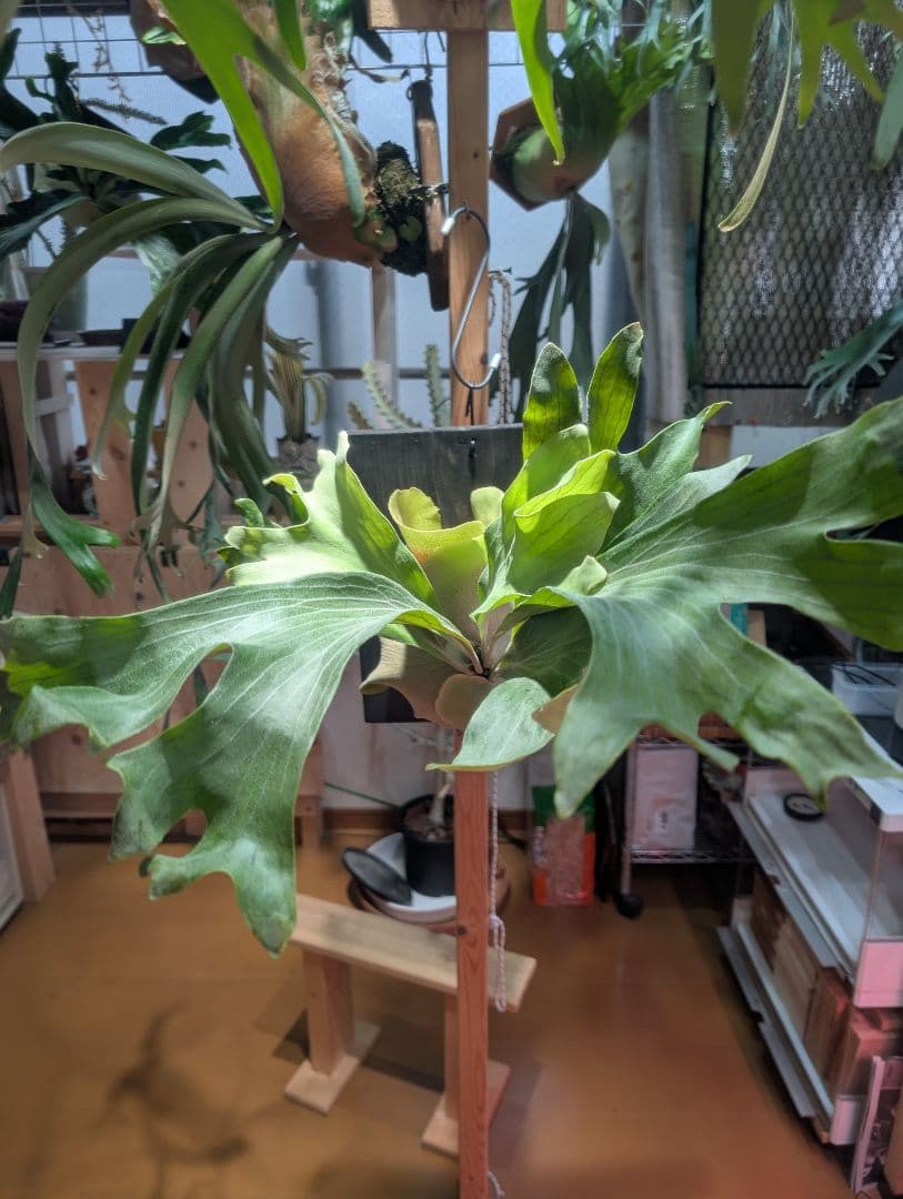 ビカクシダ Paopao大株 （良質）