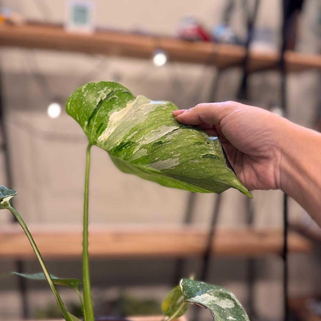 23 モンステラ　タイコン　‘メデューサ’ 中株　葉裏かっこいい