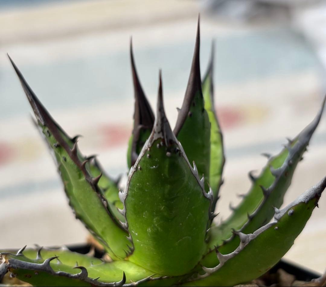 実生 ブツブツ ホリダ 検索)オアハカ オテロイ チタノタ アガベ fo-076