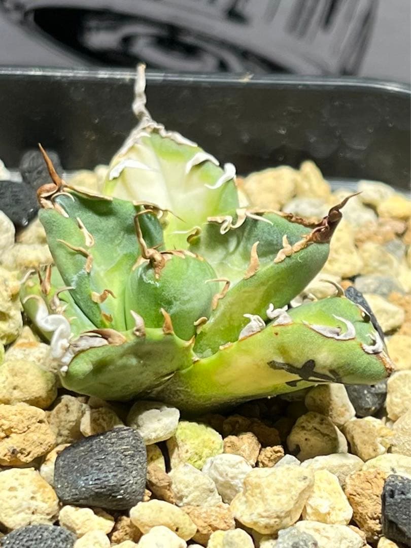 アガベチタノタ　魔丸　中国産　本物 観葉植物