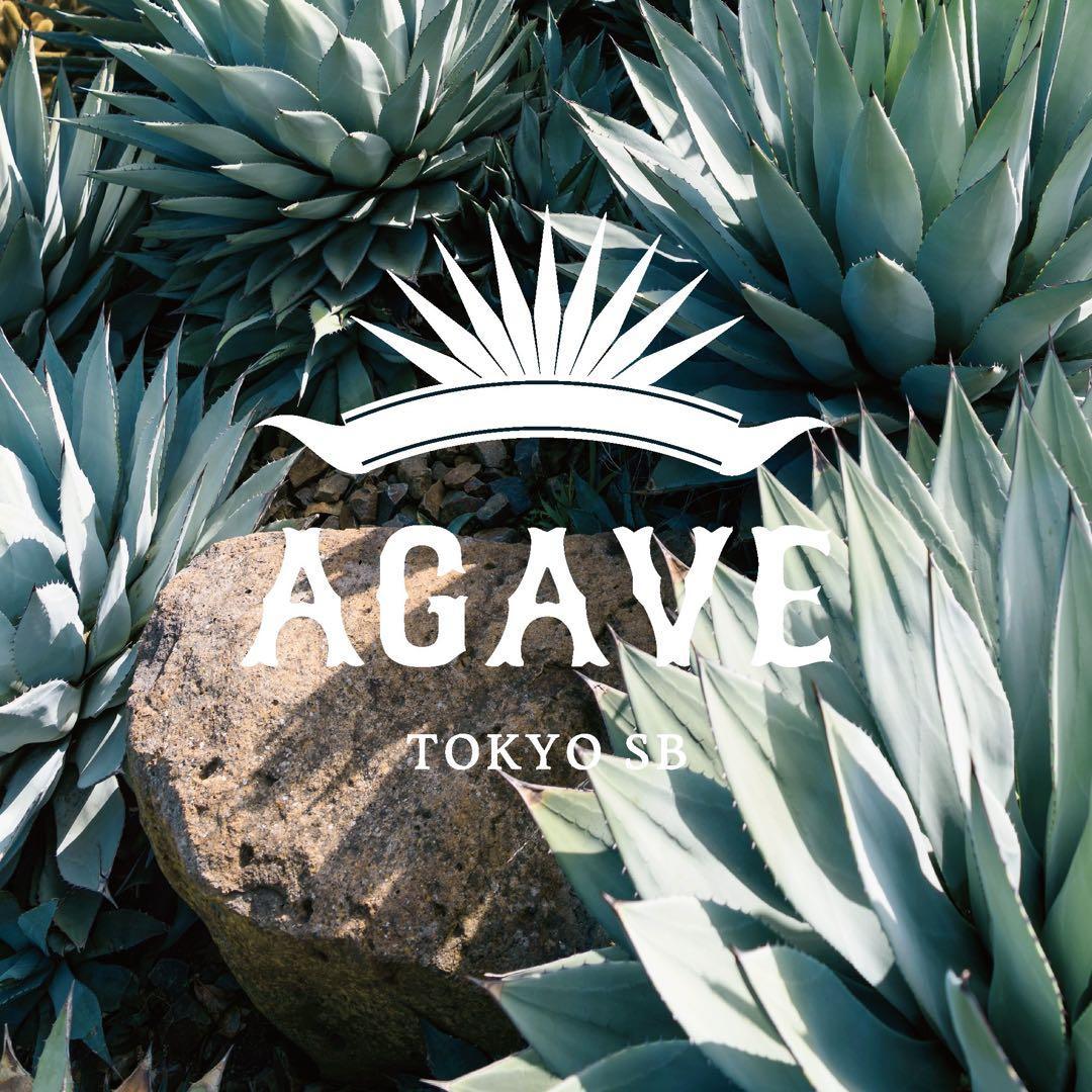 アガベチタノタ　魔丸　中国産　本物 観葉植物