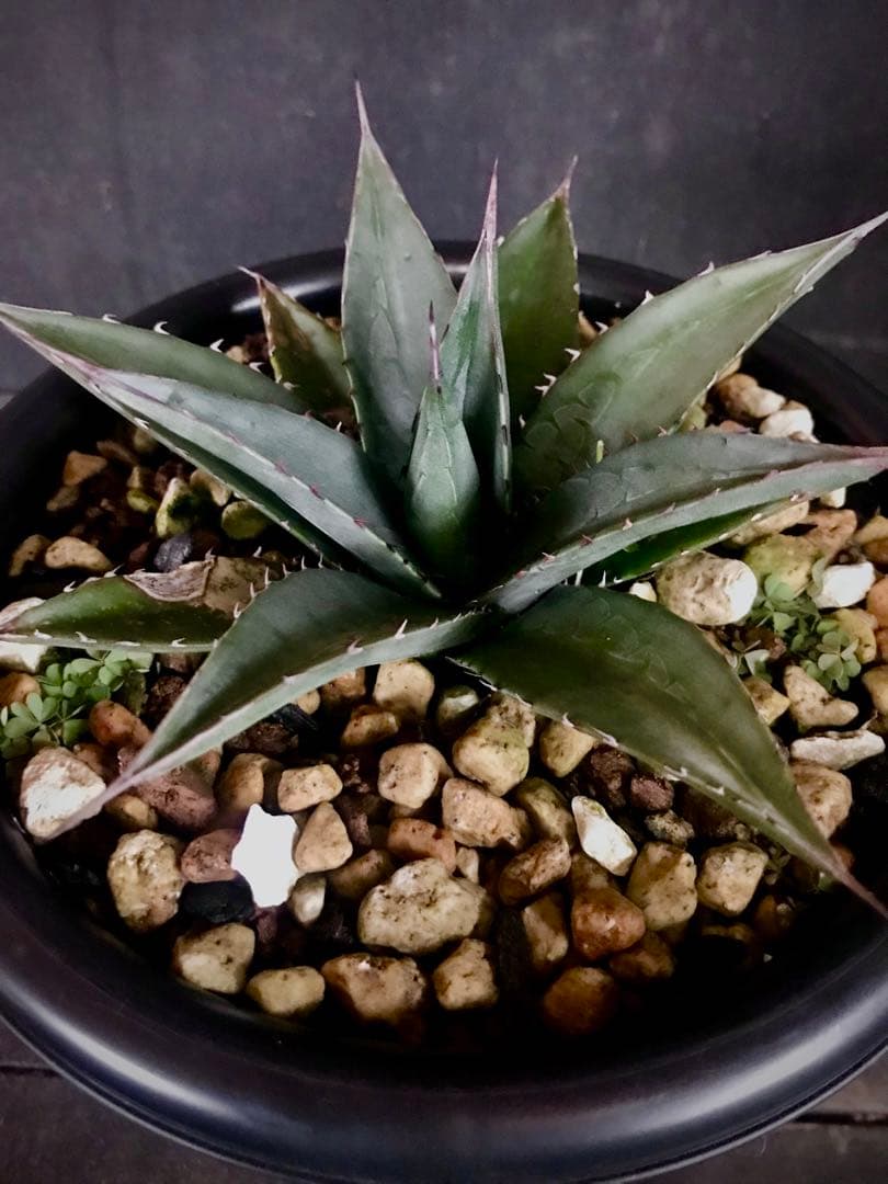 アガベ オバティフォリア × 笹の雪　hyb