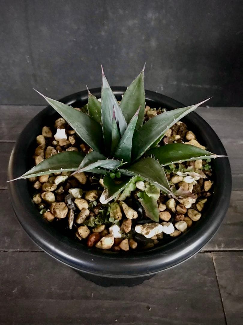 アガベ オバティフォリア × 笹の雪　hyb