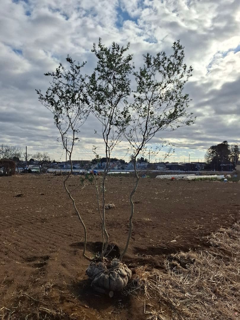 ツゲ　柘植　山採り　株立ち　　　－アオダモ、アオハダ、カエデ、もみじー