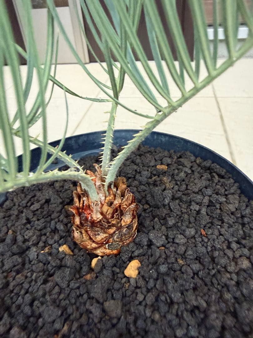 サイカスカイルンシアナ