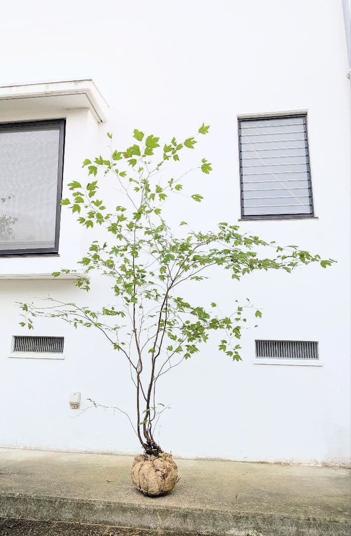 連休特価！特大の山採りシロモジ。