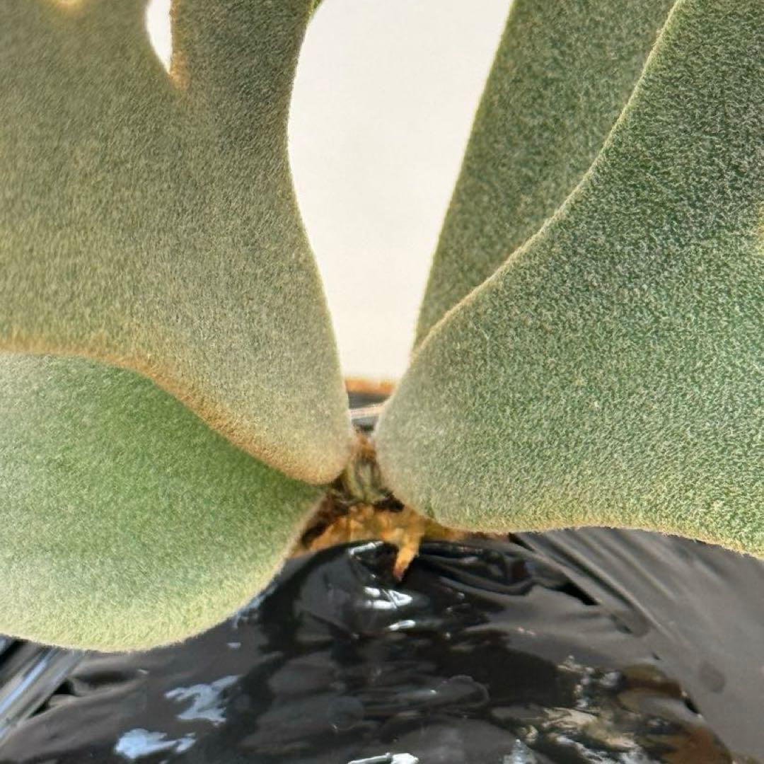 し*ー様 ◆ P.Willinckii ‘OMG’ spore（O-018）