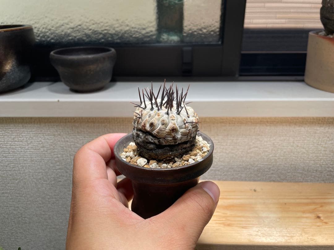 コピアポア　シネレア