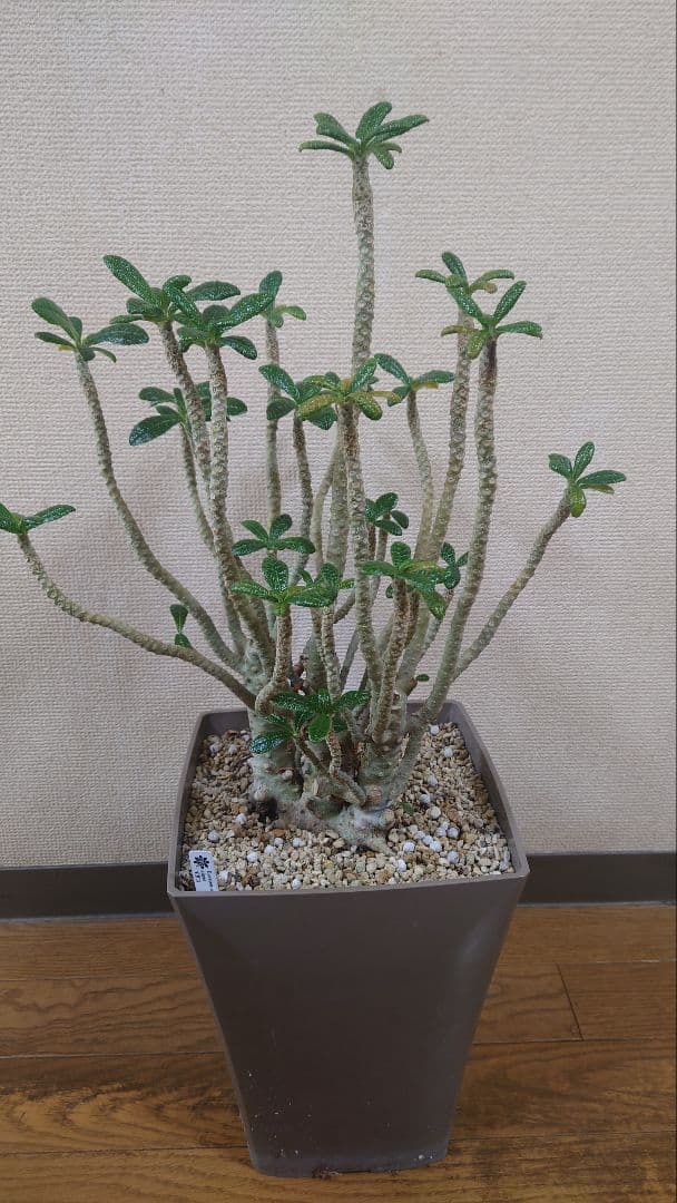 ドルステニアギガス