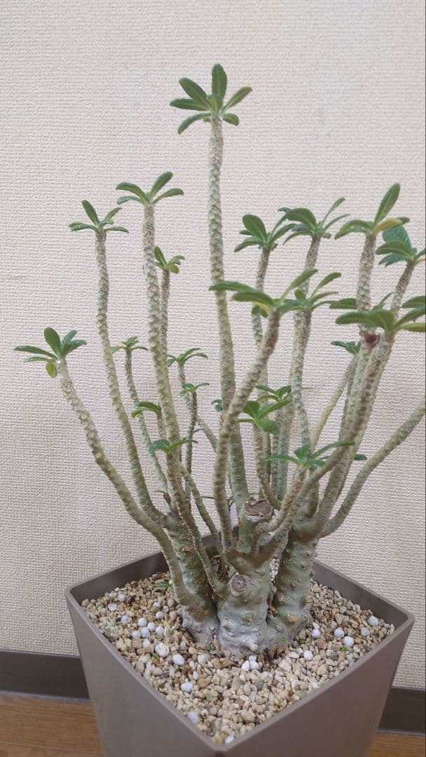 ドルステニアギガス