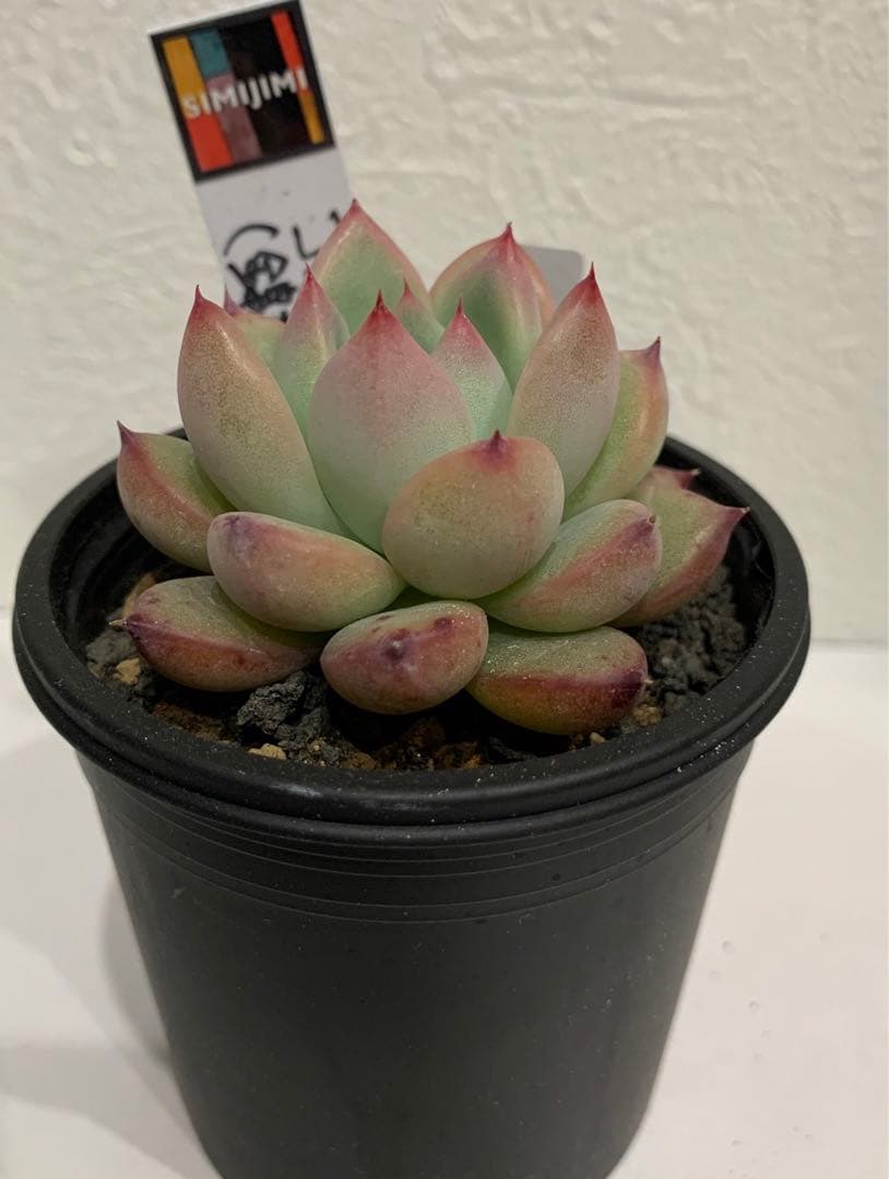 simijimiさん苗　錦玉園コロラータ　simi自家　札つき　鉢ごと