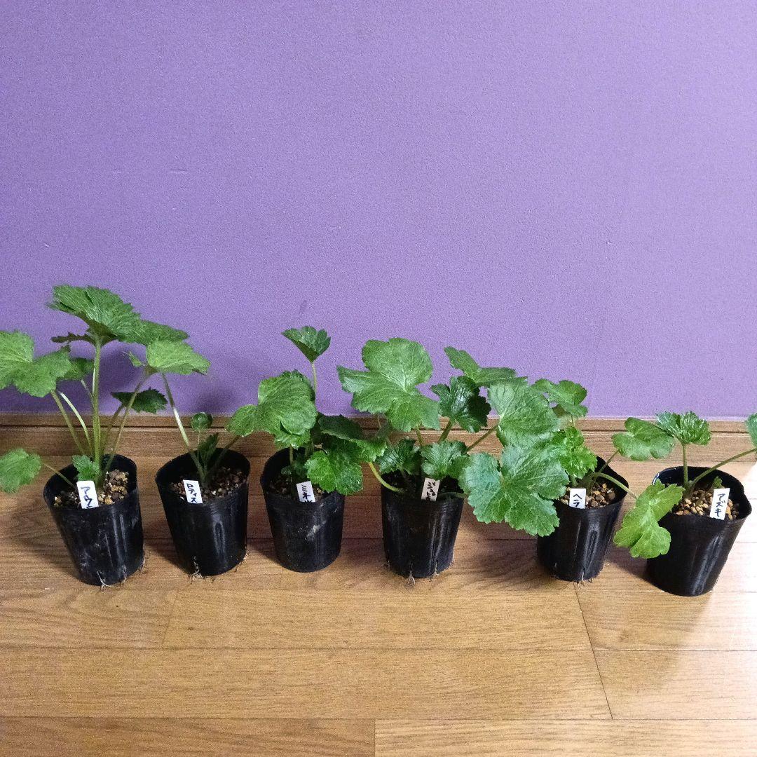 ラナンキュラスラックス 芽出し苗 6種セット！⑩