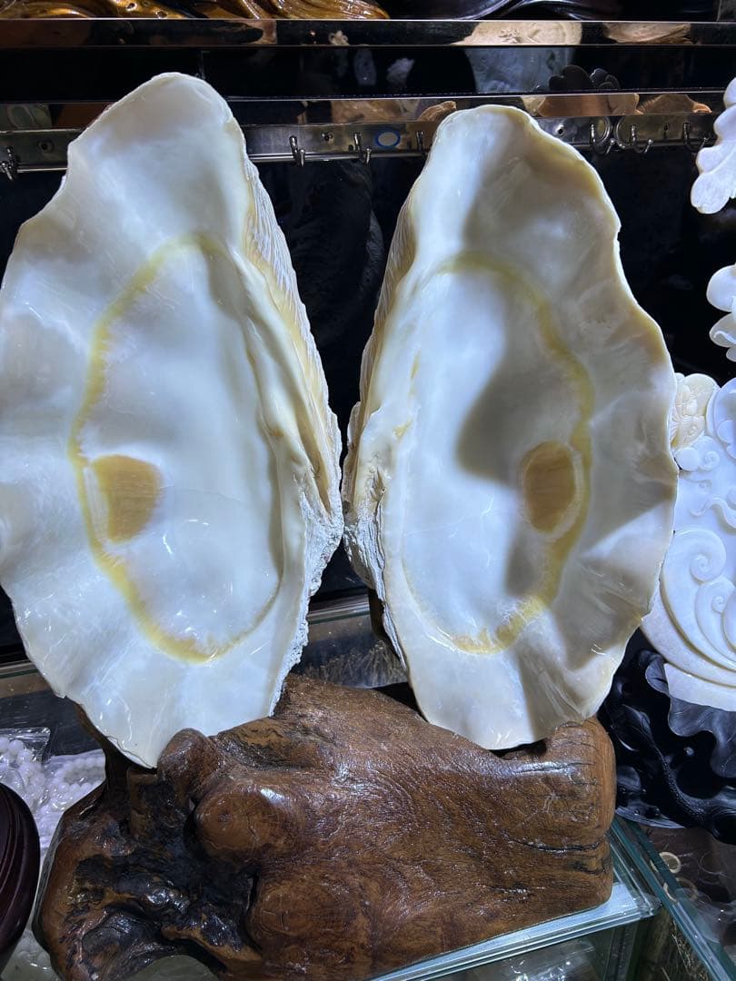 高級シャコガイ12ミリブレスレット