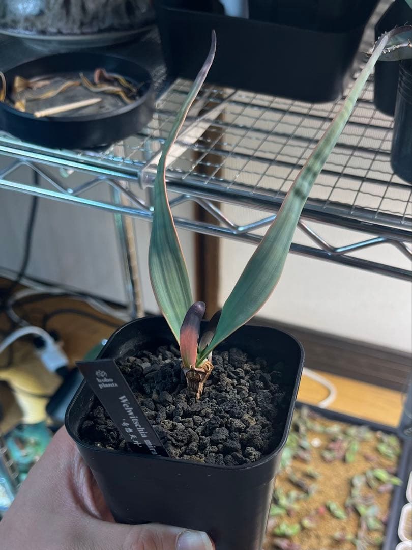 奇想天外　Welwitschia mirabilis ウェルウィッチア