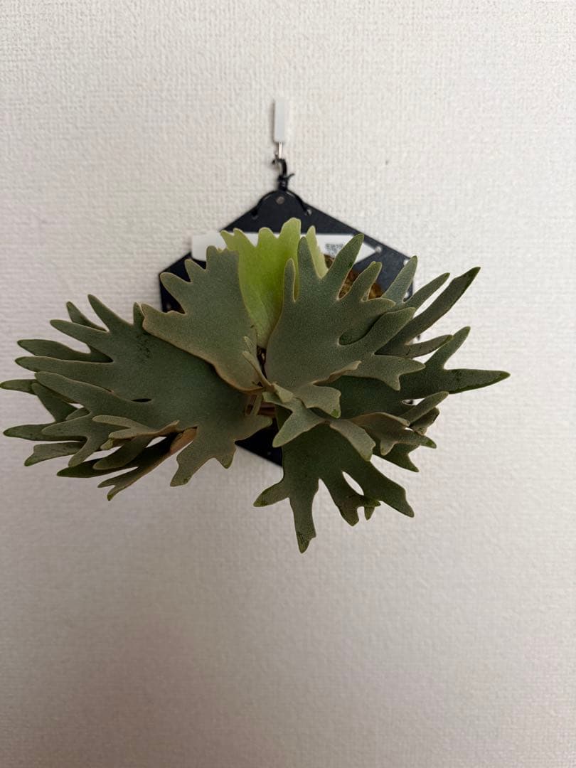 ビカクシダ P.willinckii OMG spore