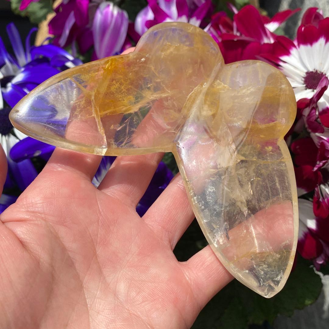 ゴールデンヒーラー ちょうちょ ④