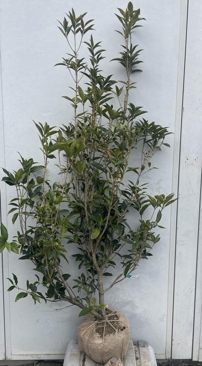 《現品》四季咲きモクセイ　樹高1.4ｍ（根鉢含まず）55【白花/苗木/植木】