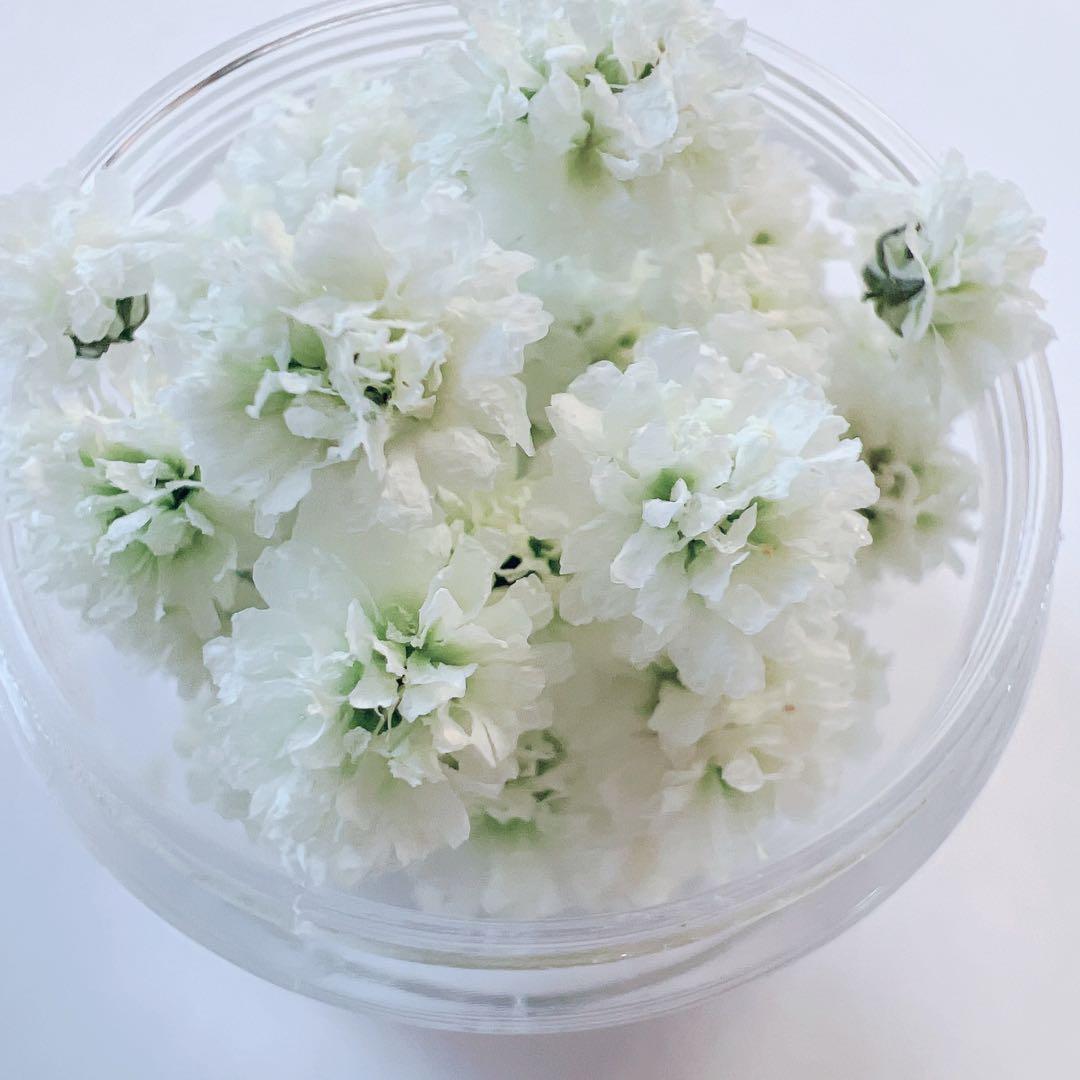 かすみ草ドライフラワー