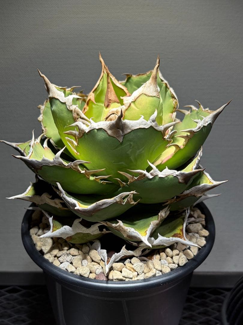 アガベチタノタ　シャークソード　lize産