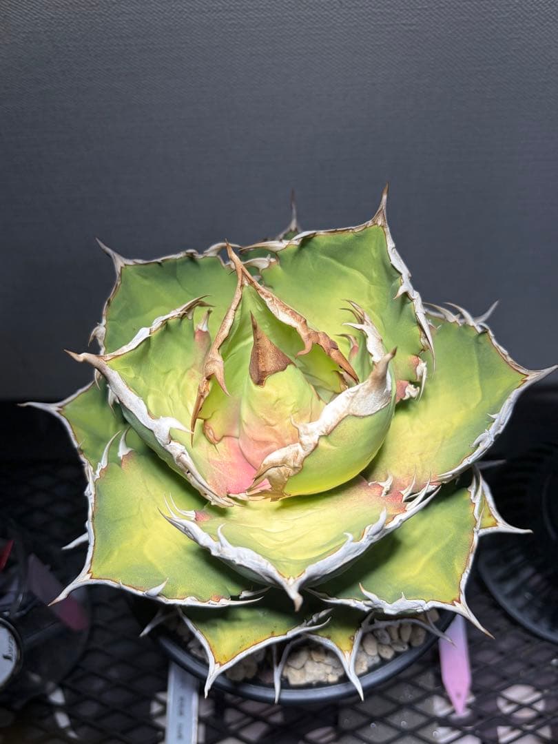 アガベチタノタ　シャークソード　lize産