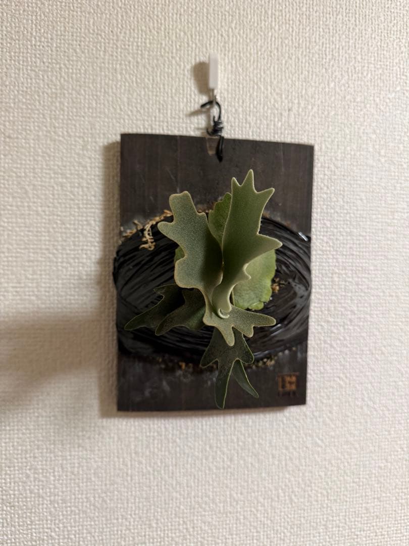 P.willinckii ’Nano’ TC