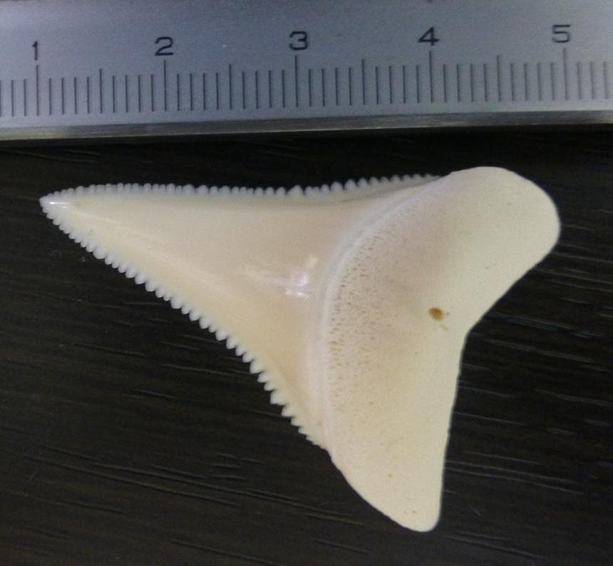 ホホジロザメ（Carcharodon carcharias）の歯 41.3mm