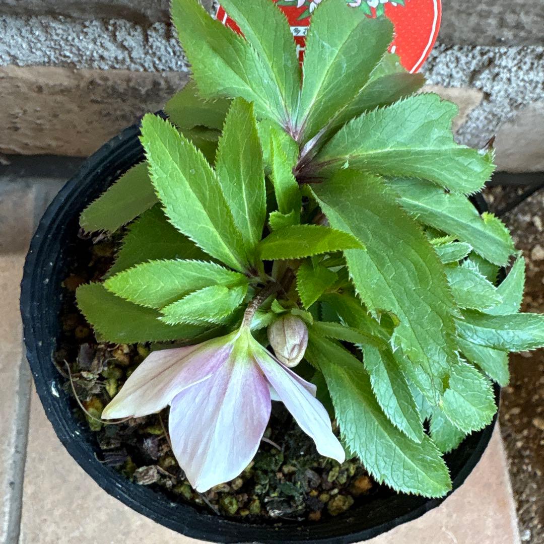 クリスマスローズ・ベビードール