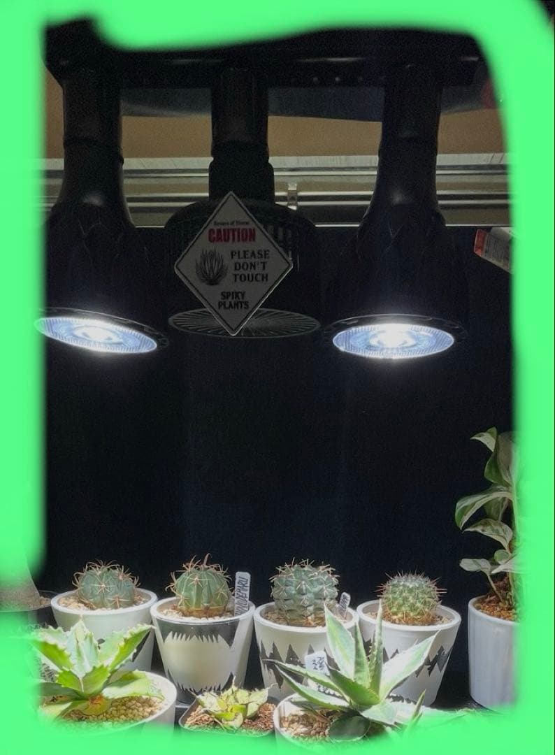 BRIM Grow Light LED 5800Kブリム　育成ライトアガベパキポ