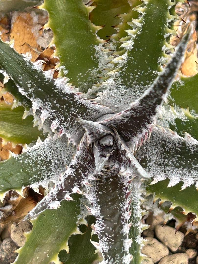 DBディッキア Dyckia Arizona x BS small #118 ⑴