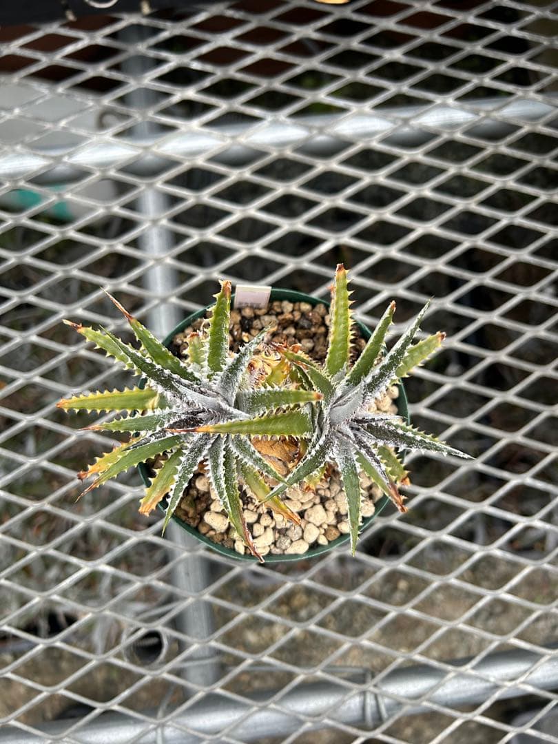 DBディッキア Dyckia Arizona x BS small #118 ⑴