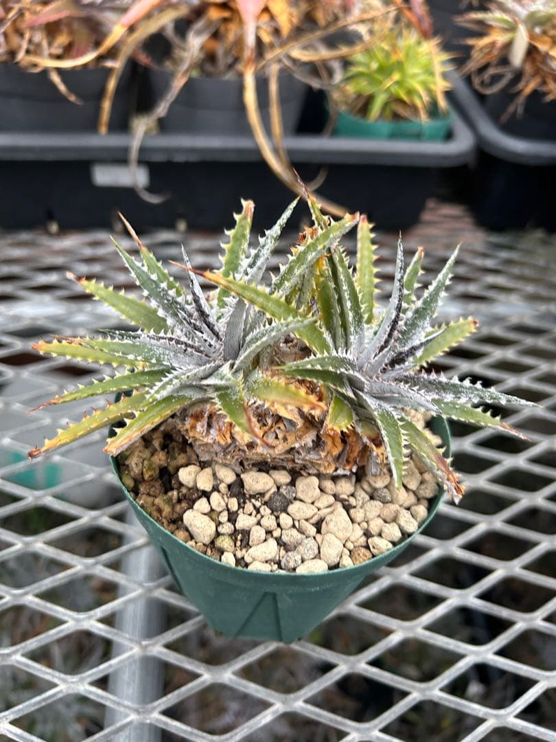 DBディッキア Dyckia Arizona x BS small #118 ⑴