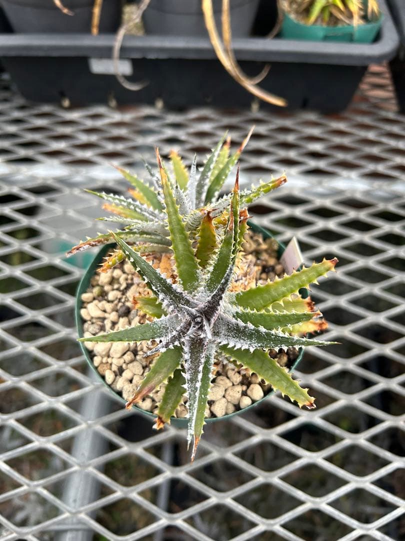 DBディッキア Dyckia Arizona x BS small #118 ⑴