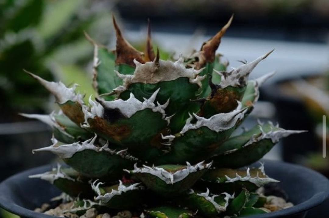 麒麟(Berlin産) 本物 アガベ チタノタ オテロイ チタノタ