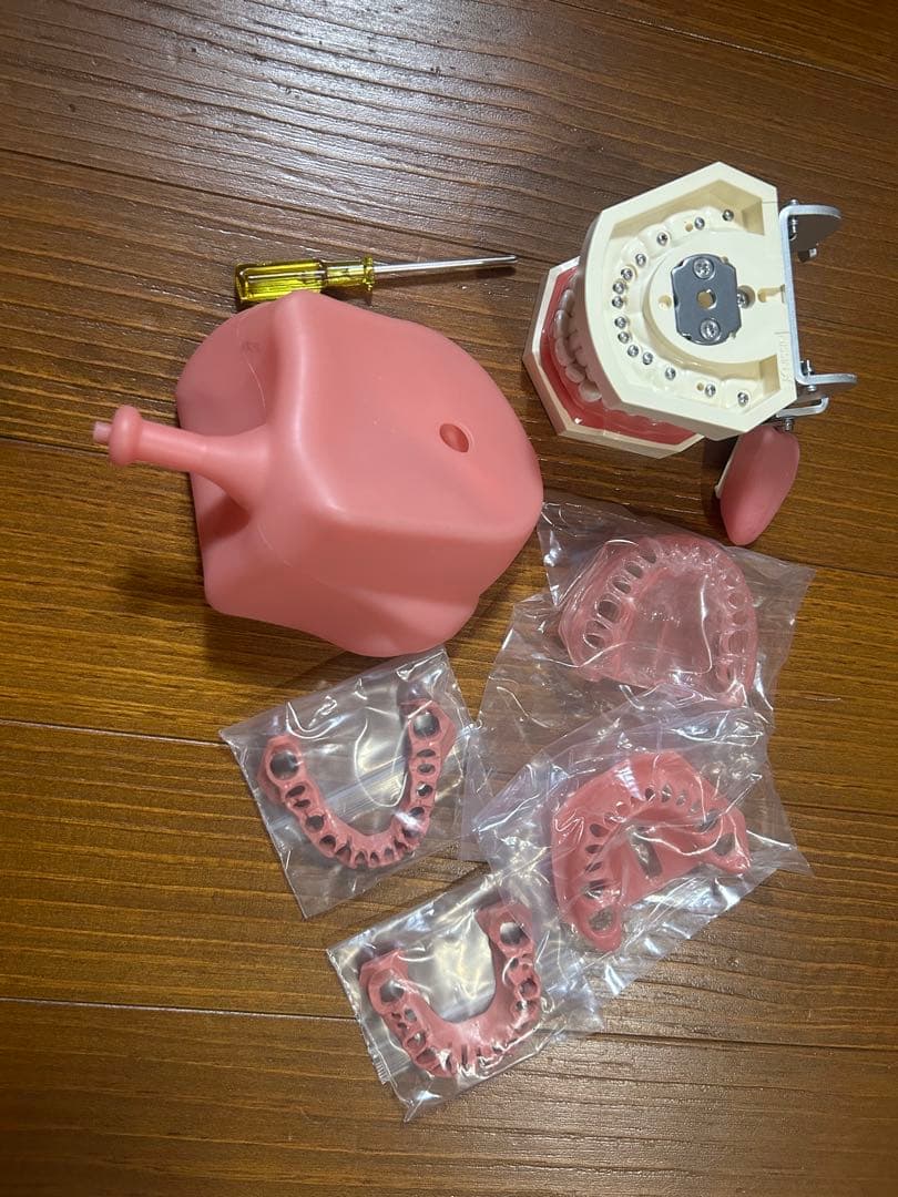顎模型