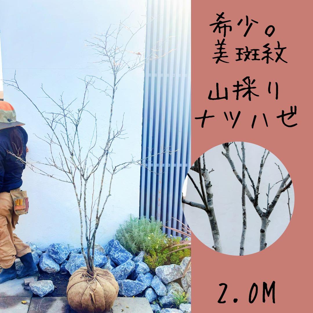 希少。美斑紋 山採りナツハゼ2.0M(鉢底から)