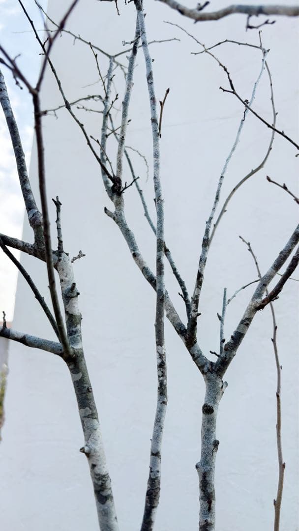 希少。美斑紋 山採りナツハゼ2.0M(鉢底から)