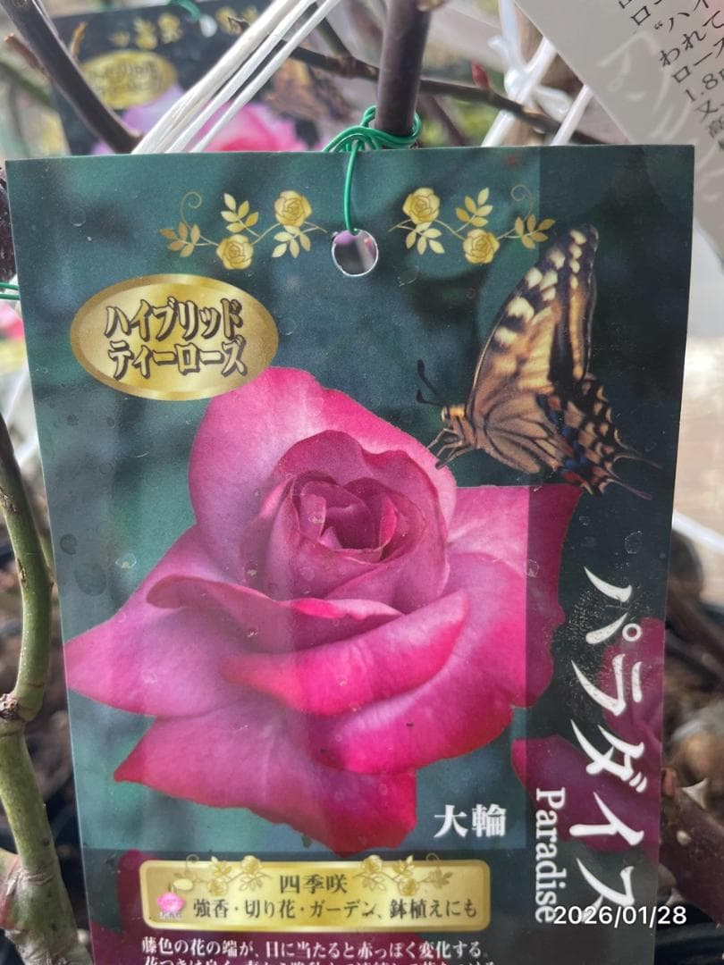 四季咲き　バラ　15株