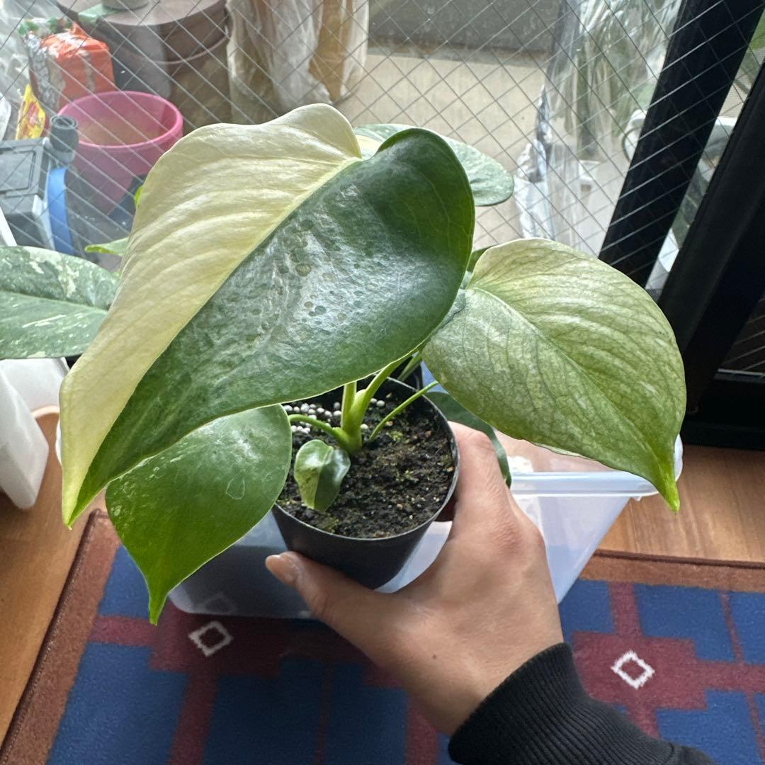 モンステラデリシオーサミントトリカラー 輸入株