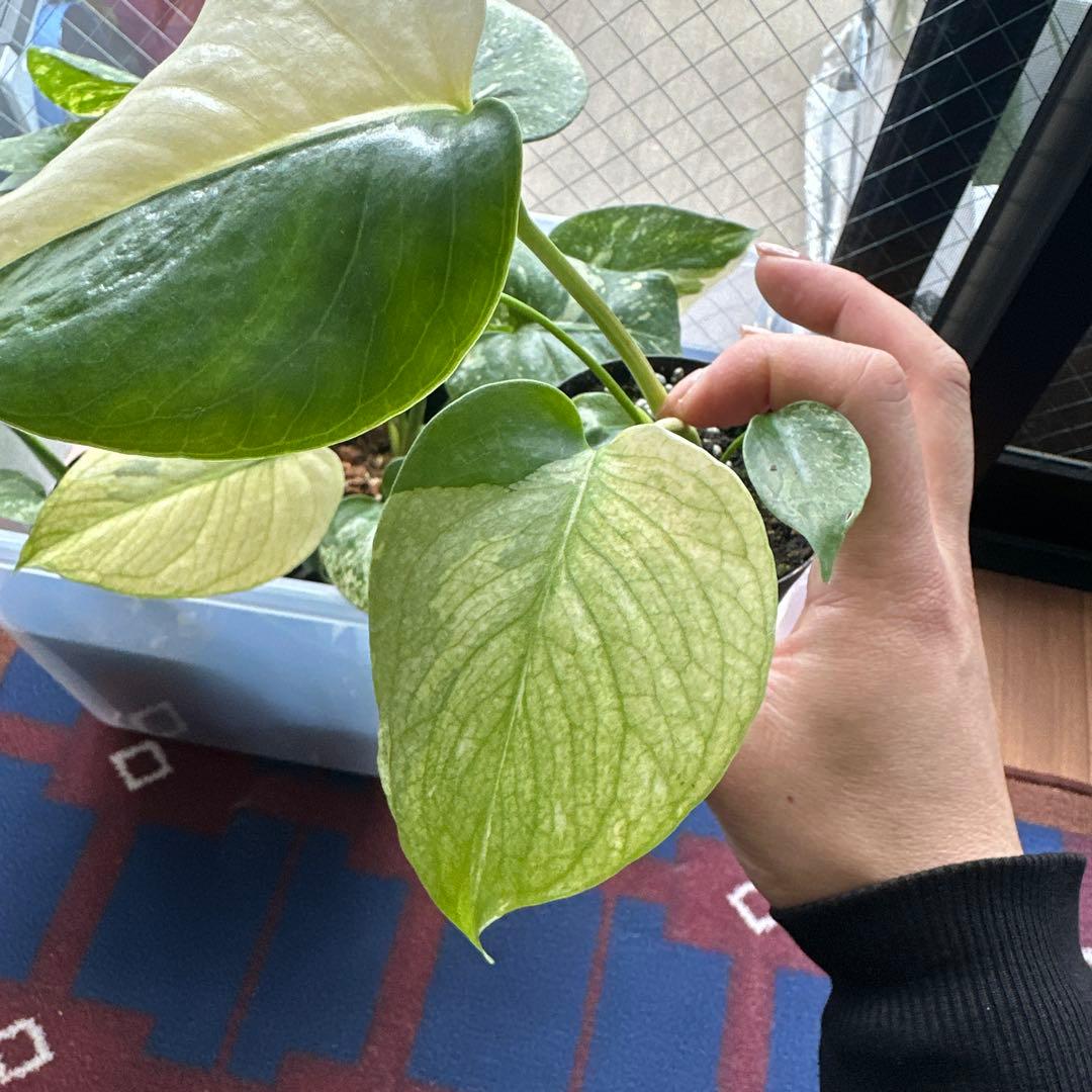 モンステラデリシオーサミントトリカラー 輸入株